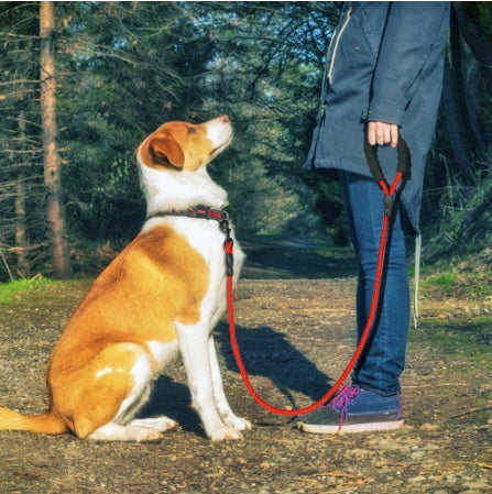 Reflective Nylon Dog Leash – Strong Rope Lead for Small, Medium & Large Dogs | Petzion
